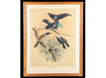 DANIEL G. ELLIOT (1835-1915) 'LOPHORINA  ATRA'