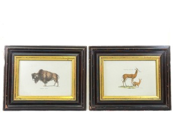 SPRINGER ANTELOPE & AMERICAN BISON ENGRAVINGS