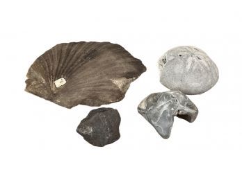(4) FOSSILS INCLUDING SCALLOP & SEA BISCUIT etc