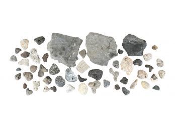 DISCOVERY LOT OF ROCKS and FOSSILS