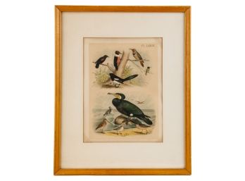 VINTAGE PRINT of BIRDS FRAMED