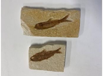 21. Ancient Fish Fossils In Stone. Diplomyotus