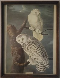 Print Of Snow Owl