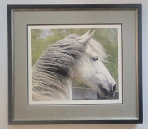 Print Photograph Of White Horse By Phtographer E.G. Simson