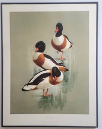 Limited Edition Print Titled 'Shelduck On The Ice' By Raymond Watson