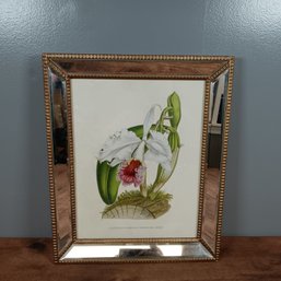 Framed Botanical Print Of A Cattleya Labiata Orchid