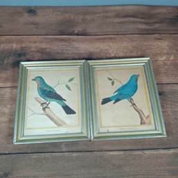 Framed Pair Of Hand-colored Ornithological Bird Prints