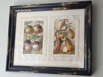 Antique Framed French Botanical Prints Pair Root Vegetables Agricultural Art