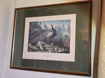 Framed Ornamental Garden Print After Marmaduke Cradock 29' X 23'