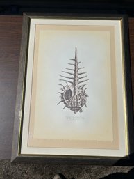 Richard Van Genderen Cabridis Murex Shell Limited Edition Signed Print Framed