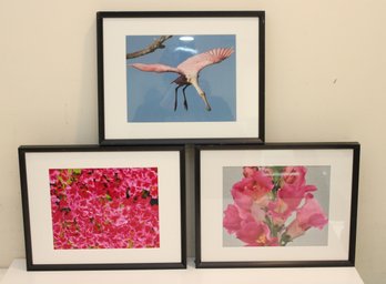 The Pink Pictures (IZ-12)