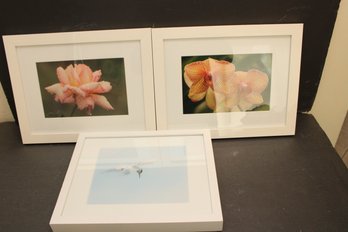 Flowers And The Gull Framed Photographs (IZ-13)