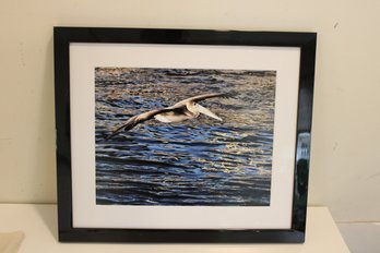 The Pelican Framed  (HW-9)