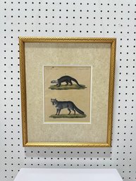 Framed Vintage Hand-colored 'south American Animals' Print