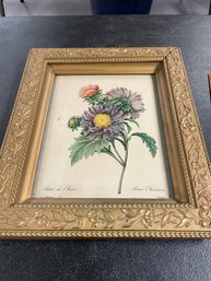 VTG FRAMED FLOWER PRINT ASTER CHINESIS