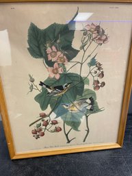 LARGE BLACK & YELLOW WARBLER BIRD PRINT