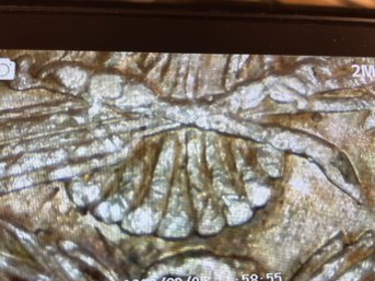 1878 MORGAN SILVER DOLLAR - 8 TAIL FEATHERS