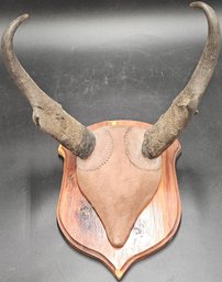 Pronghorn Antelope Horn Skull Cap Mount - (R33)(DR)