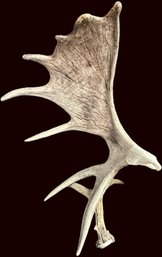 Vintage Eagle Head Hand-carved Moose Antler Sculpture - (B45)(FRH)