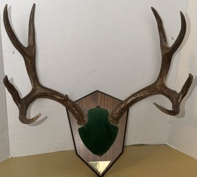 Mule Deer Antler Plaque Mount - (B215)(BT2)
