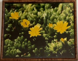Framed Ice Plant Flower Photograph - (B343)(G1)