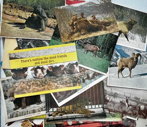 Large Lot Of 100 Vintage Animal Post Cards