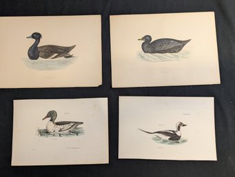 Lot Of 4 Antique Hand Colored Engravings Of Ducks / Book Plates