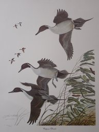 Oakgrove Pintails Ducks Unlimited Pencil Signed And Numbered 1232/3000 Print By John A Ruthven