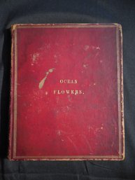 Victorian Era Pressed Seaweed Herbarium Book Titled 'Ocean Flowers' 36 Pages