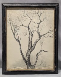 Original Drawing By John Pratt Whitman Of A Wild Cherry Tree