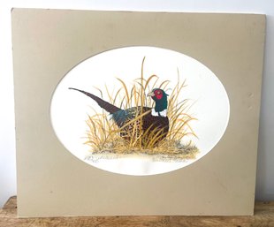 Ring-necked Pheasant Picture