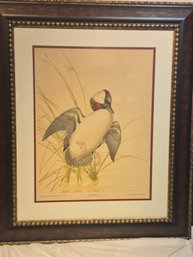 'Buffle Head ' (Duck)  By  Athos Menaboni Color Lithograph