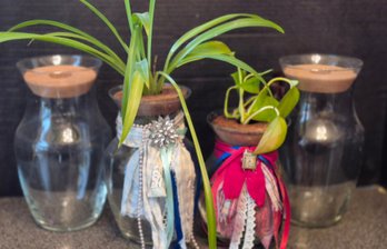 Four Planters Starter  Using Water