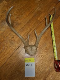 A Pair Of Antlers