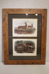 Antique 1845-1848 Lithograph By John James Audubon