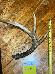 Lot #2 Of 4 Individual Antlers