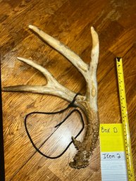 Lot Of 3 Single Antlers
