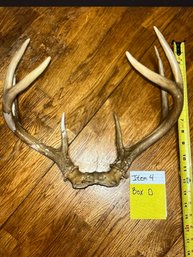 Antler Set With Skull Connection