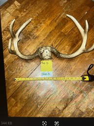 Antler Set On Partial Skull #2