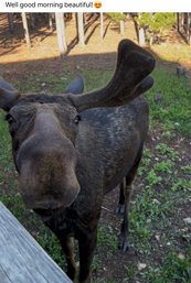 Duplicate Item - No Bids