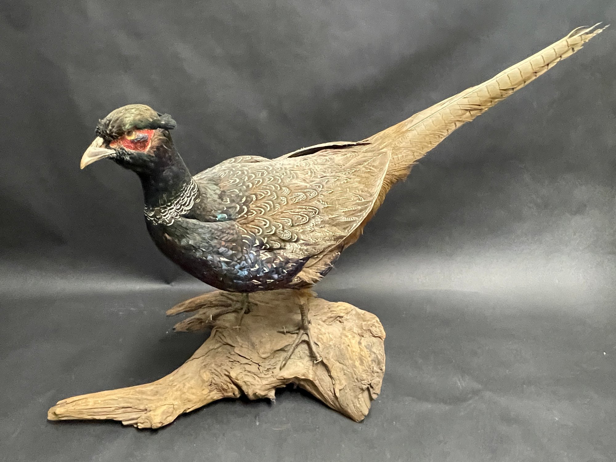 Mounting a Standing Pheasant DVD - Matuska Taxidermy Supply Company