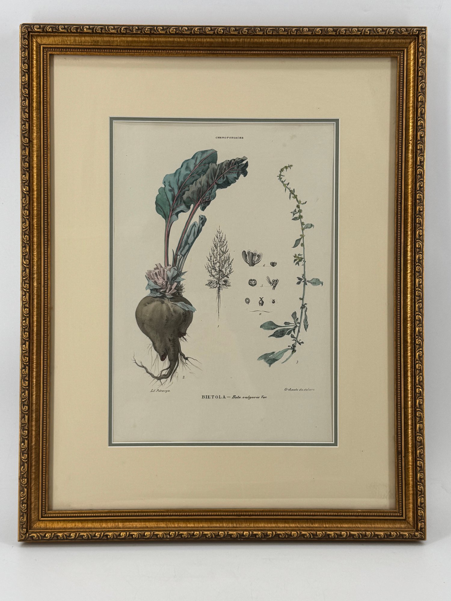 Antique Framed Botanical Print #177399 | Auctionninja.com