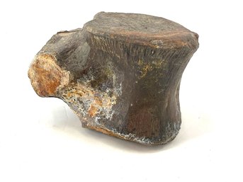 Antique Fossilized Vertebra