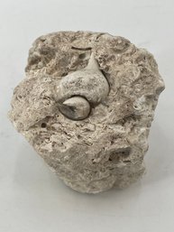 Vintage Fossil