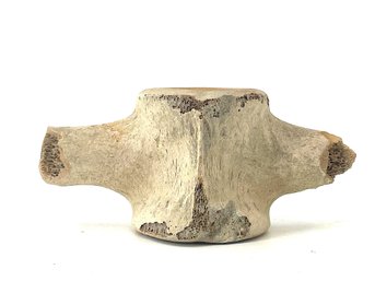 Antique Fossilized Whale Vertebra