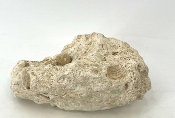 Vintage Fossil