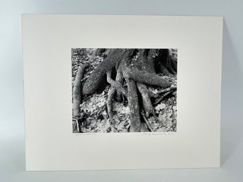 Nicely Matted Unframed Photography Titled Swamp Roots - Signed Charles Fendrock