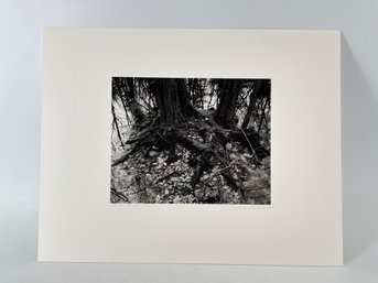 Nicely Matted Unframed Photography Titled Mossy Mounds - Signed Charles Fendrock
