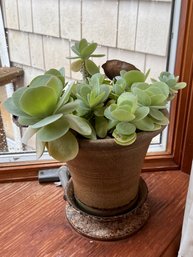 House Plant