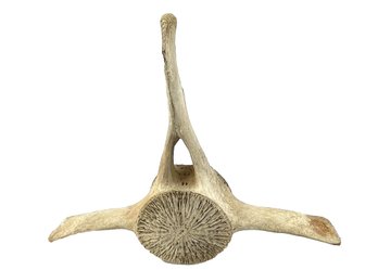 Antique Whale Vertebra
